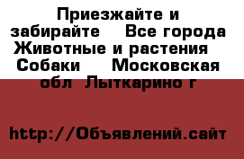 Приезжайте и забирайте. - Все города Животные и растения » Собаки   . Московская обл.,Лыткарино г.